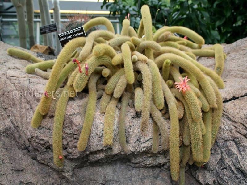Cleistocactus Strausii, Commonly Known As the Silver Torch or Wooly Torch,  is a Perennial Cactus of the Family Cactaceae Stock Photo - Image of  decorative, growth: 175234982