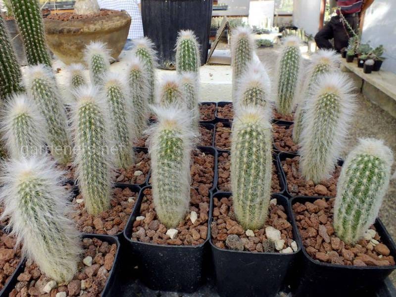 Cleistocactus strausii – Wooly Torch Cactus – Buy seeds at rarepalmseeds.com