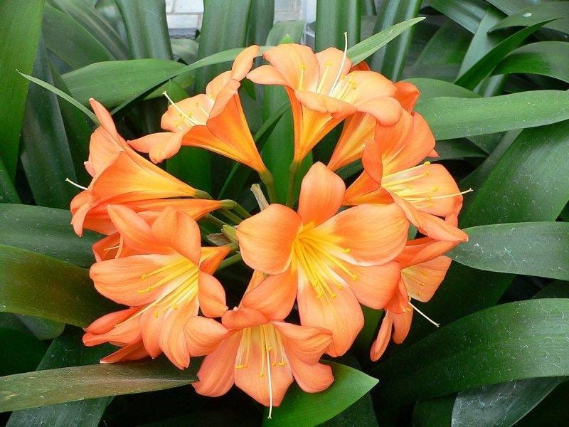 Clivia Lily Outdoor Requirements - Tips For Growing Clivia Lily In The  Garden