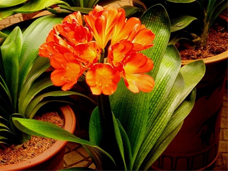 Clivia Miniata Natal Lily Bush Lily Kaffir Lily Bloom Stock Photo by  ©ivusakzkrabice 235273810