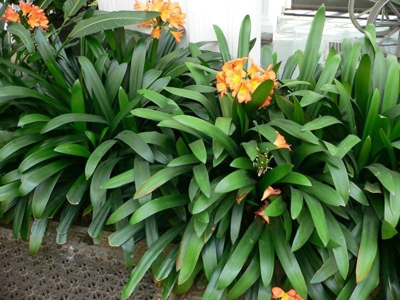 Clivia Miniata, also known as Kaffir Lily, Bush lily or Natal Lily,  flowering in a pot, UK Stock Photo - Alamy