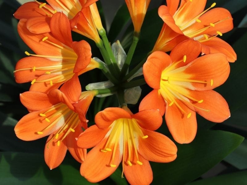 Clivia miniata (Kaffir Lily) - World of Flowering Plants