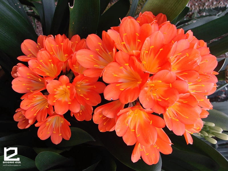 Clivia miniata - Kaffir Lily - PlantMaster