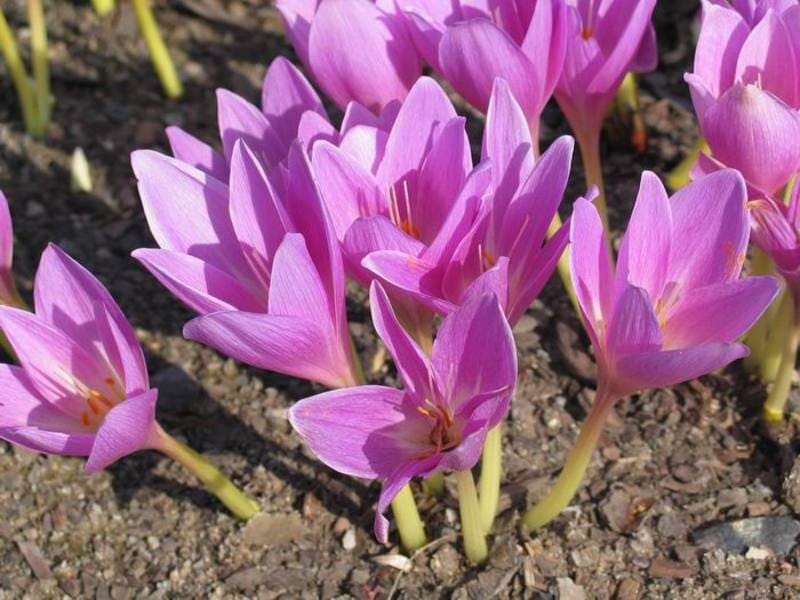 Close-up of a Colchicum Flower Aka Autumn Crocus, Meadow Saffron, or Naked  Lady Stock Image - Image of flower, crocus: 198742115