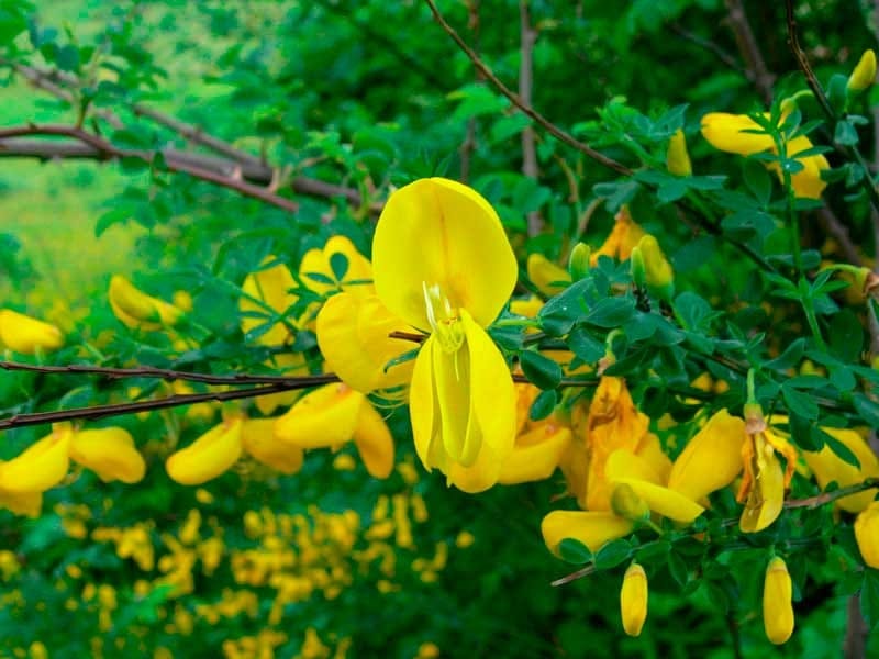 Close Branch Blooming Yellow Flowers Cytisus Scoparius Common Broom Scotch  Stock Photo by ©weha 444633812
