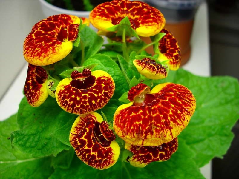 Close Flower Calceolaria Biflora Brown Wooden Table Also Called Slipper  Stock Photo by ©svehlik 446841416