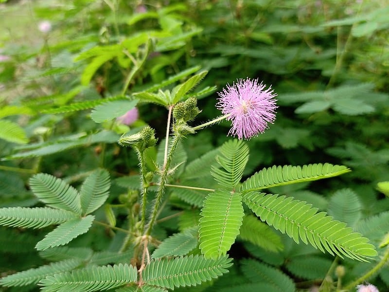 Close Up Flower of Sensitive Plant, Sleepy Plant or the Touch-me-not Tree  Mimosa Pudica in Green Leaf. Stock Photo - Image of fresh, field: 169583756
