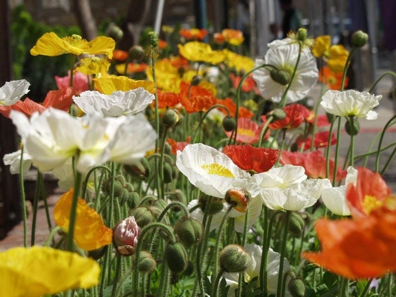 Close Up Of Pastel Iceland Poppies by ALICIA BOCK