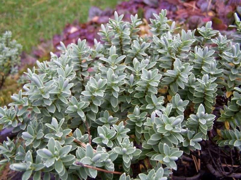 Closeup New Zealand Hebe Plant Purple Flowers Bloom Stock Photo by  ©pstedrak 342501722