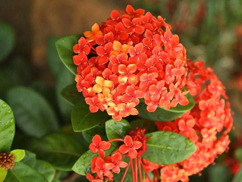 Closeup of Orange Kaffir Lily Flower Stock Photo - Image of garden, flora:  142151642