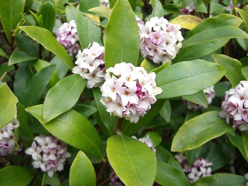 Closeup of Pale Pink Flowers on a Winter Daphne Plant Blooming in a Sunny  Garden Stock Photo - Image of closeup, winter: 215787644