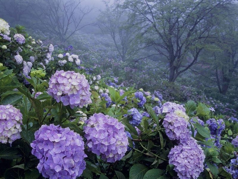 Close up of a flowering Fire and Ice Hydrangea plant growing in the shady  woods in summer Stock Photo - Alamy