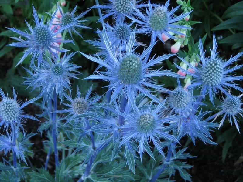 Close up of blue star shaped flower Stock Photo - Alamy