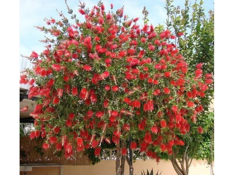 Closeup of red bottlebrush flower on Saiq Plateau on Oman Stock Photo -  Alamy