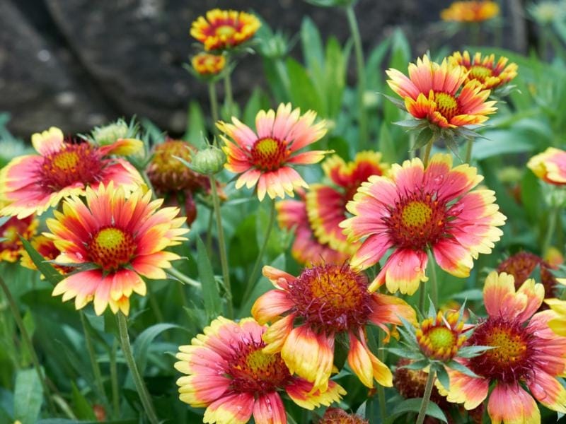 Cluster of Red and Yellow Indian Blanket Flowers Stock Photo - Image of  spring, flora: 146877484