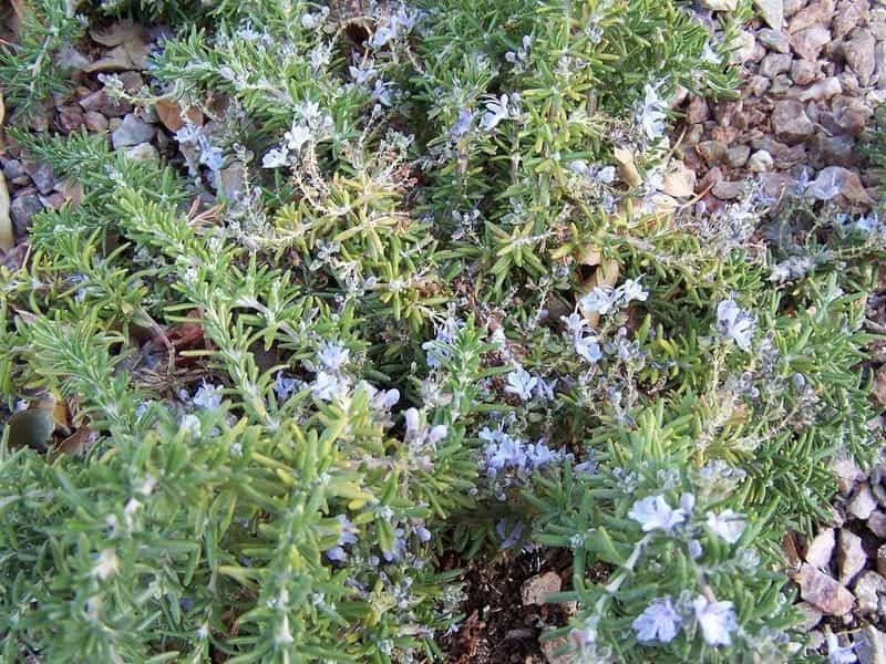 Coastal Rosemary (25cm) - Plants for Spaces