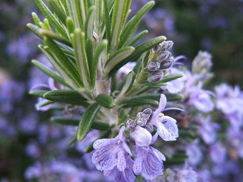 Coastal Rosemary - Latin Name - Westringia Fruticosa Stock Photo, Picture  And Royalty Free Image. Image 107378293.