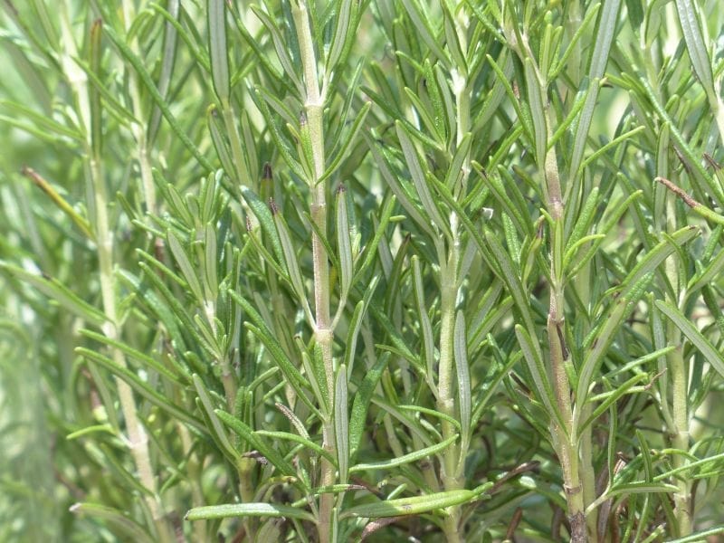 Coastal Rosemary - Latin Name - Westringia Fruticosa Stock Photo, Picture  And Royalty Free Image. Image 118745107.