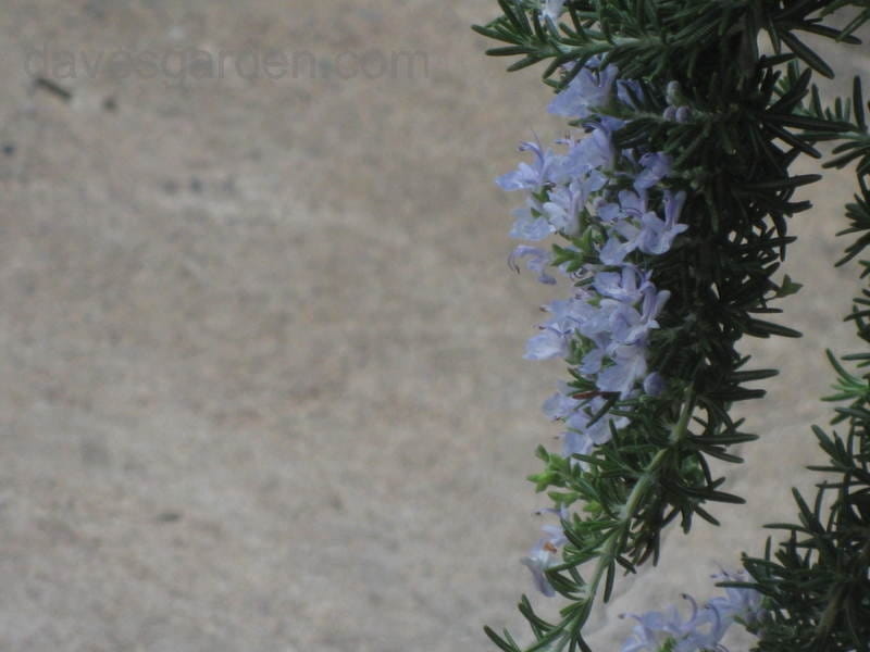 Coastal Rosemary - Westringia 'Wynyabbie Gem - Native Plant Project