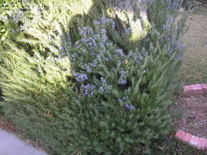 Coastal Rosemary - Westringia fruticosa Jervis Gem 140mm