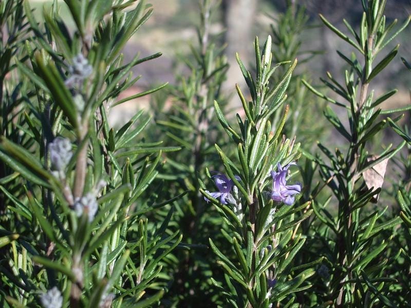 Coastal Rosemary Latin Name Westringia Fruticosa Stock Photo (Edit Now)  1209400009