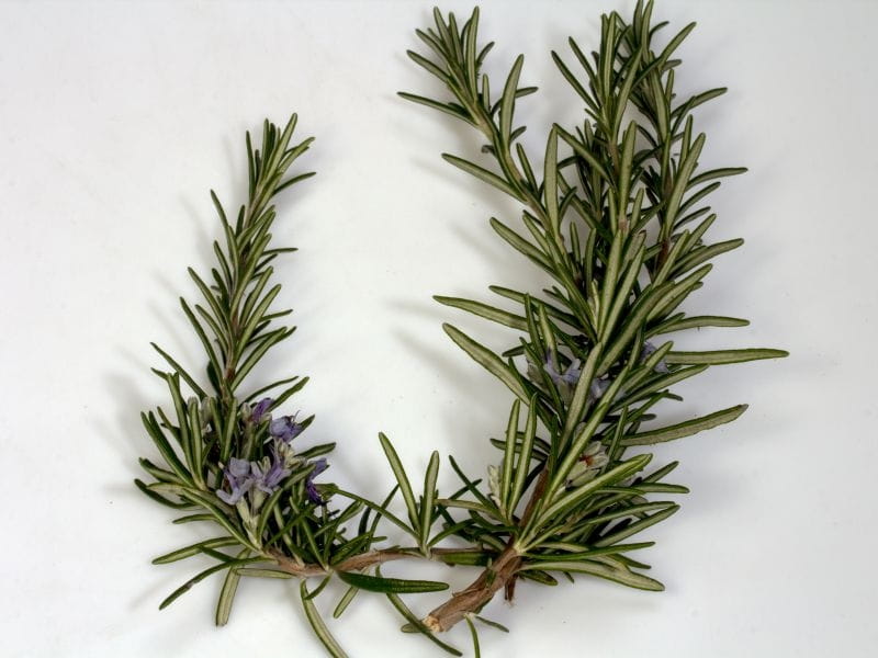 Coastal Rosemary Latin Name Westringia Fruticosa Stock Photo (Edit Now)  1341889577