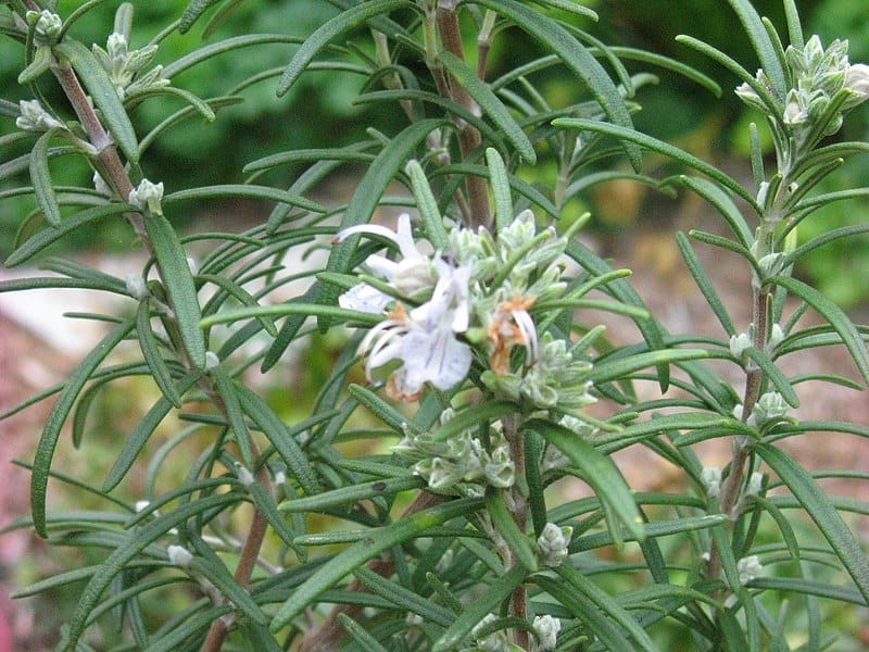 Coastal rosemary (Westringia fruticosa) is a shrub native to eastern  Australia coast. Flowers and leaves detail Stock Photo - Alamy