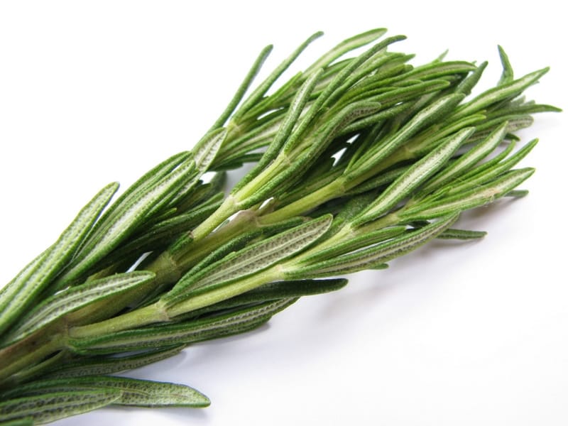 Coastal rosemary stock image. Image of botany, leaf - 160818199