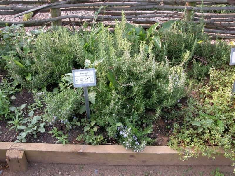 Coastal rosemary stock photo. Image of australian, westringia - 200445622