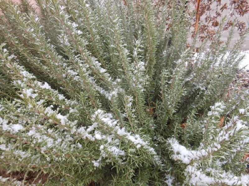 Coast rosemary - Inland Valley Garden Planner