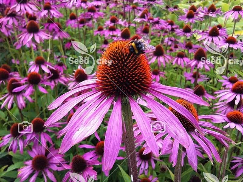 Color Coded® 'Orange You Awesome' - Coneflower - Echinacea hybrid - Proven  Winners