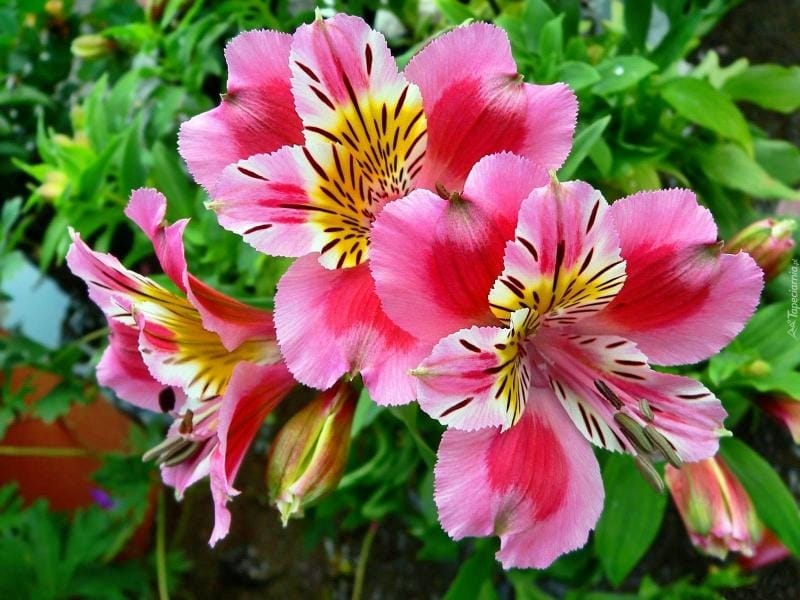 Colorful Alstroemeria Flowers. A Large Bouquet Of Multi-colored  Alstroemerias In The Flower Shop Are Sold In The Form Of A Gift Box. Stock  Photo, Picture And Royalty Free Image. Image 103179577.