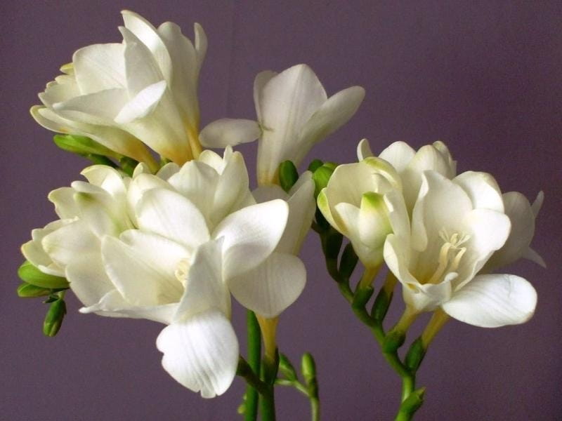 Colorful Freesia Flowers on Grey Background Stock Image - Image of flower,  bouquet: 168499159