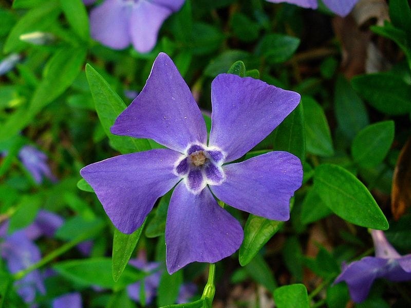 Colorful Violet Periwinkle Flowers Stock Photo - Image of blossom, petal:  169953328