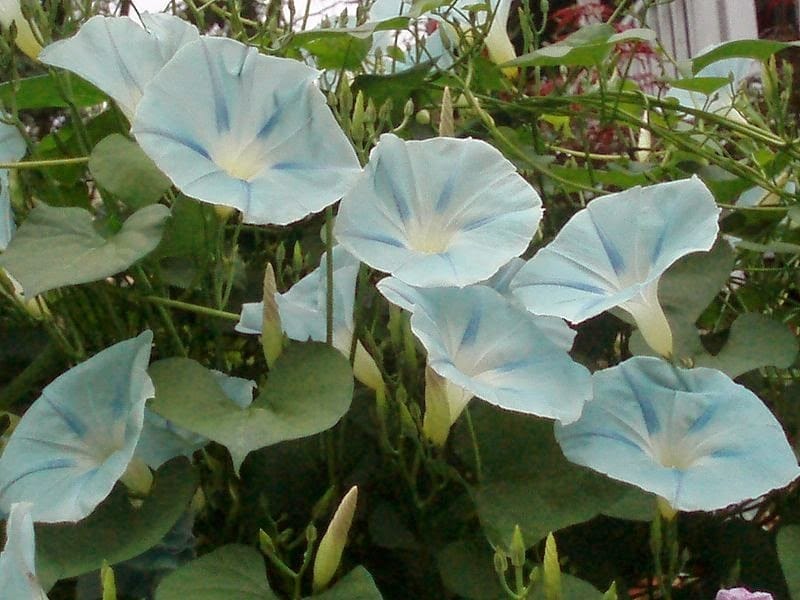 Columbine Blue Star Aquilegia Caerulea Seeds