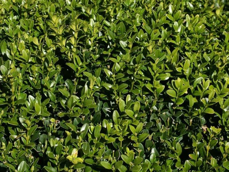 Common Boxwood - Bower  Branch