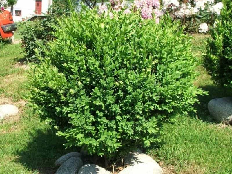 Common Boxwood Trees (Buxus Sempervirens), Garden Plants Stock Photo,  Picture And Royalty Free Image. Image 126605247.
