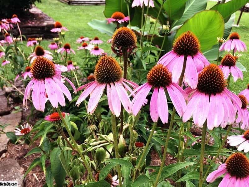 Common Coneflower Problems - Coneflower Diseases And Coneflower Pests