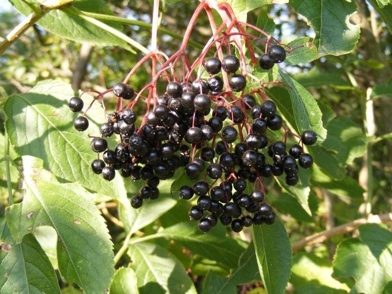 Common Elderberry ( Image  Photo (Free Trial) - Bigstock