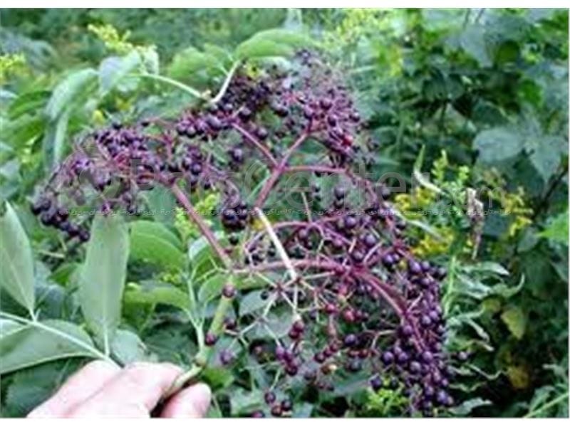 Common Elderberry American Black Elderberry - MDC Teacher Portal