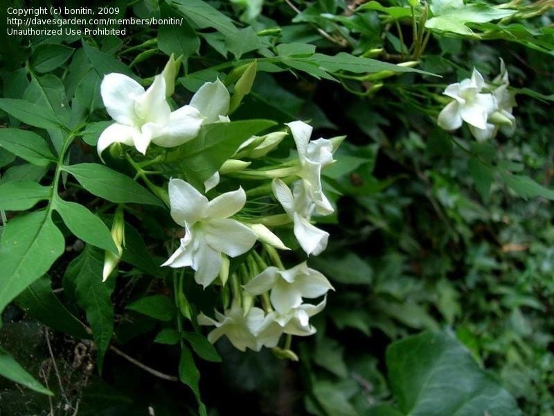 Common Jasmine Plant Flowers Buds Closeup Jasminum Officinale Stock Photo  by ©photohampster 403778996