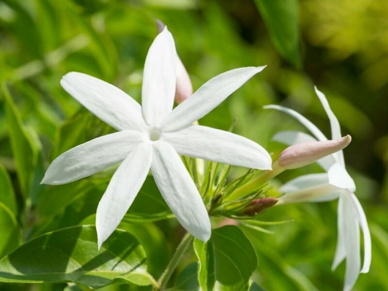 Common Jasmine Varieties - What Are Some Different Types Of Jasmine