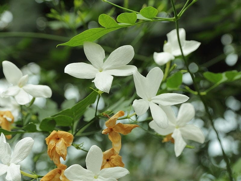 Common Jasmine/Common White Jasmine/Poet's Jasmine/True Jasmine-Jasminium  officinale-Family Oleaceae Stock Photo - Alamy