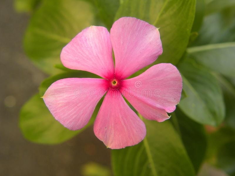 Common Periwinkle Plant Vinca Minor Closeup Small Delicate Flowers  Periwinkle Stock Photo by ©AnnaDon 243442540