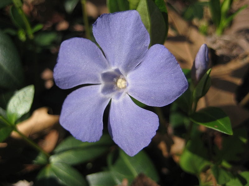 Comparing Periwinkle Species - Lizzie Harper