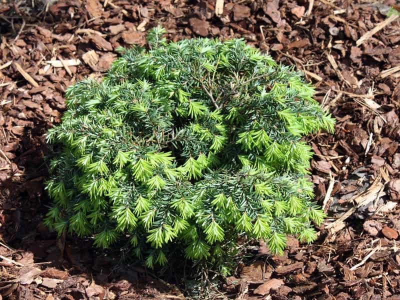 Cone On An Eastern Hemlock Tree by David Smart