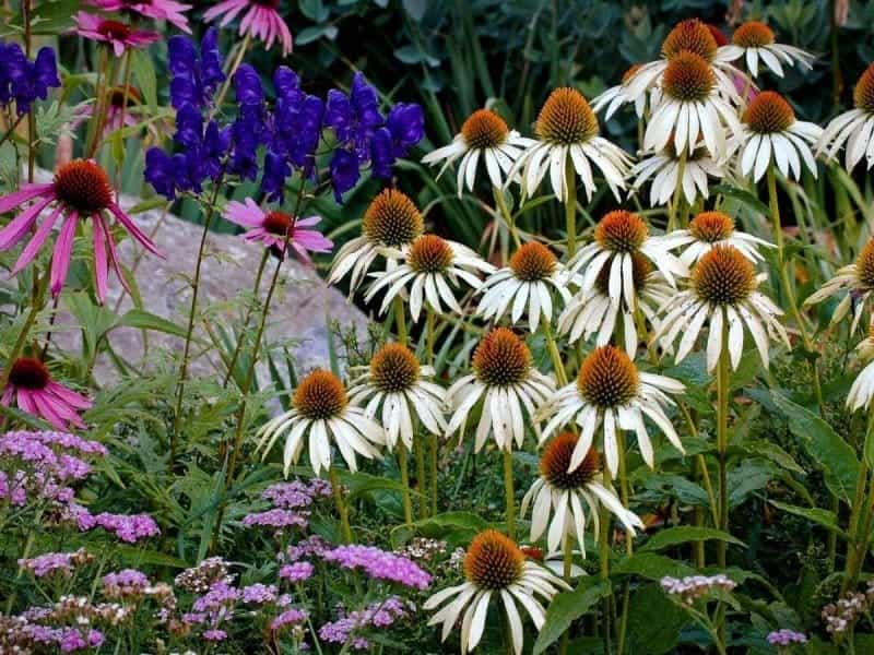 Coneflower Varieties (Beyond the Purple) - Flower Magazine