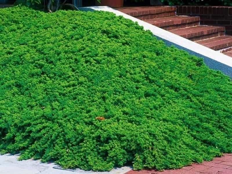 Conical conifer trees underplanted with low-growing conifer shrubs Stock  Photo - Alamy