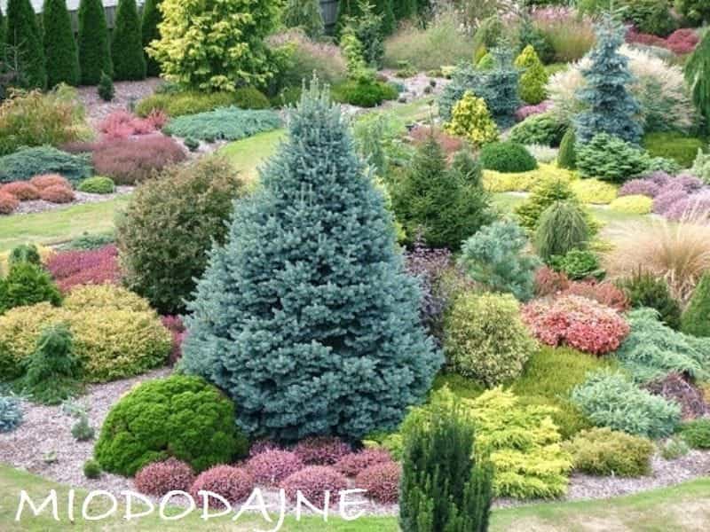 Coniferous Plant Info - Tips For Growing Various Conifer Tree Types