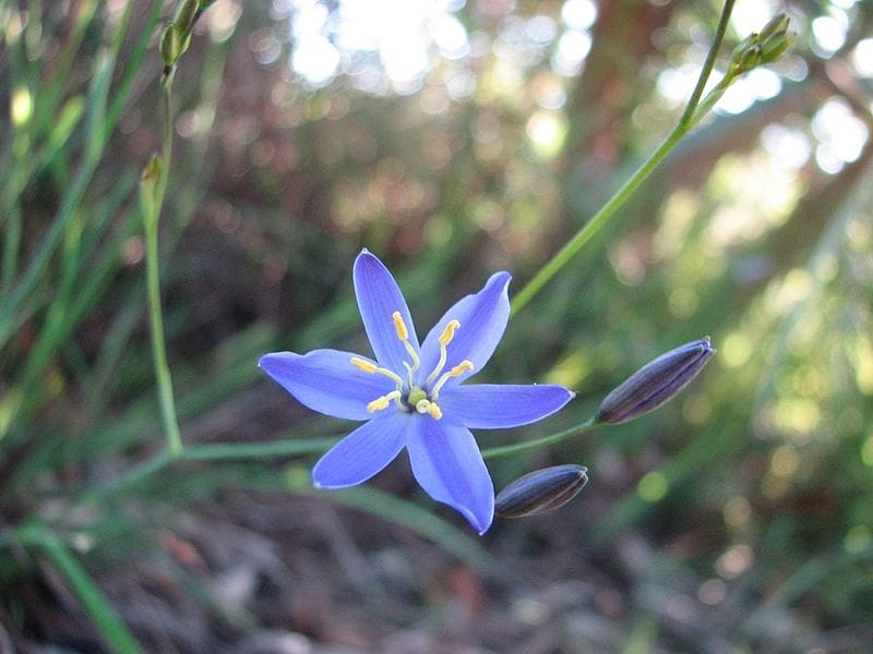 Coolvista™ Dianella - Dianella r. 'Allyn-Citation' - Western Star Nursery